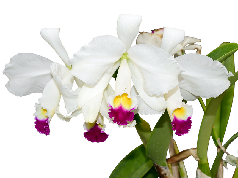 Cattleya trianae f. semialba