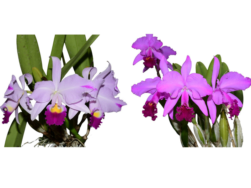 Cattleya trianae splash #133 x Sangre de Toro 'Camila'