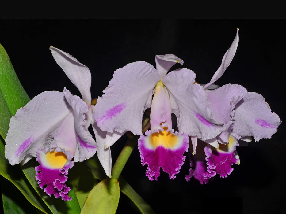 Cattleya trianae splash 'Mejorare' 0619