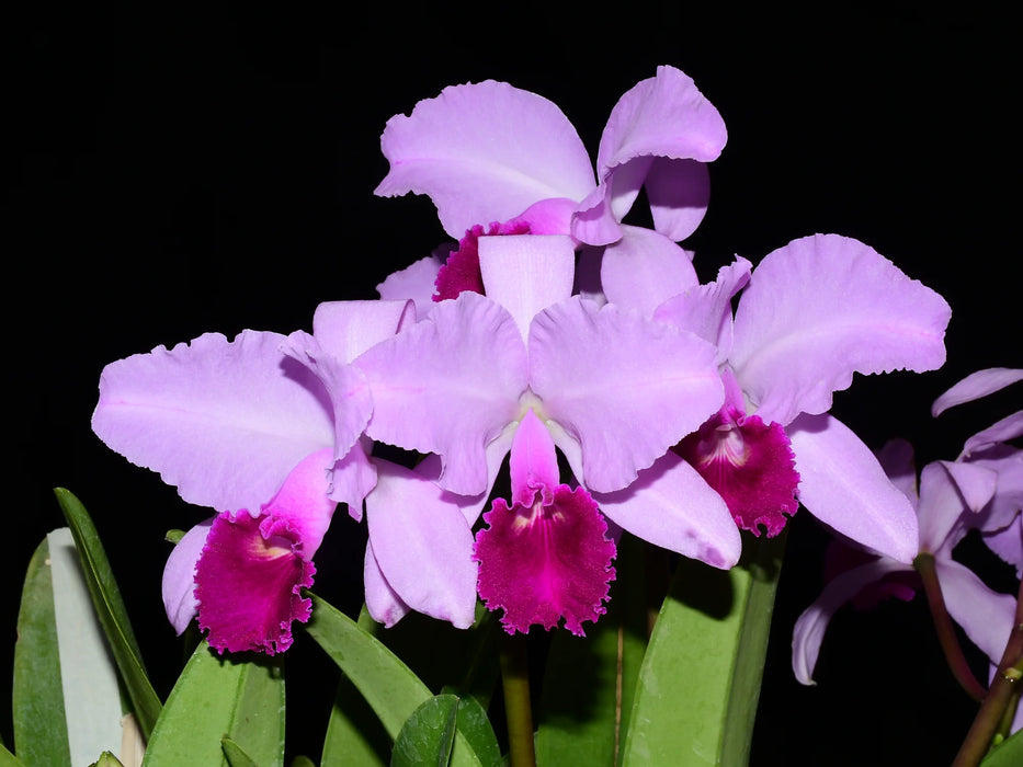 Cattleya trianae splash 'Pequitas' 0625