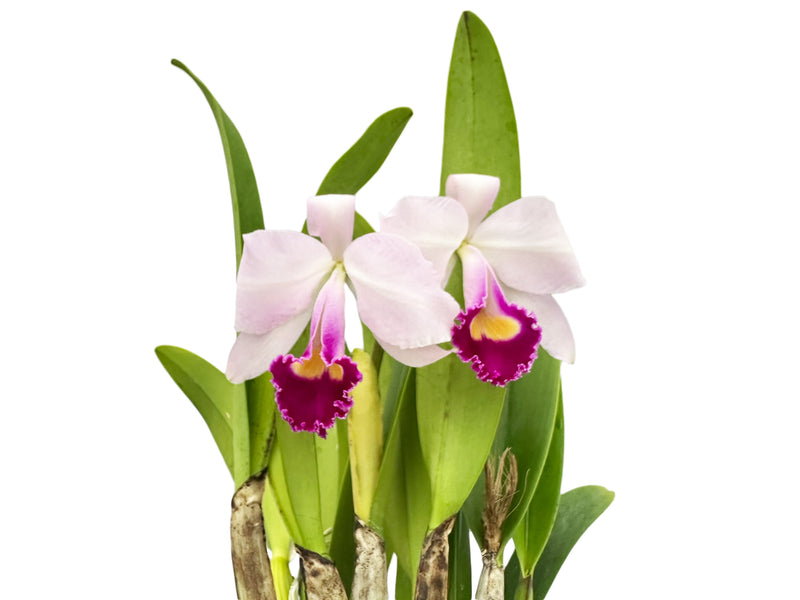 Cattleya trianae splash x 'Venezuela' dark lip x 'Morlaquita'