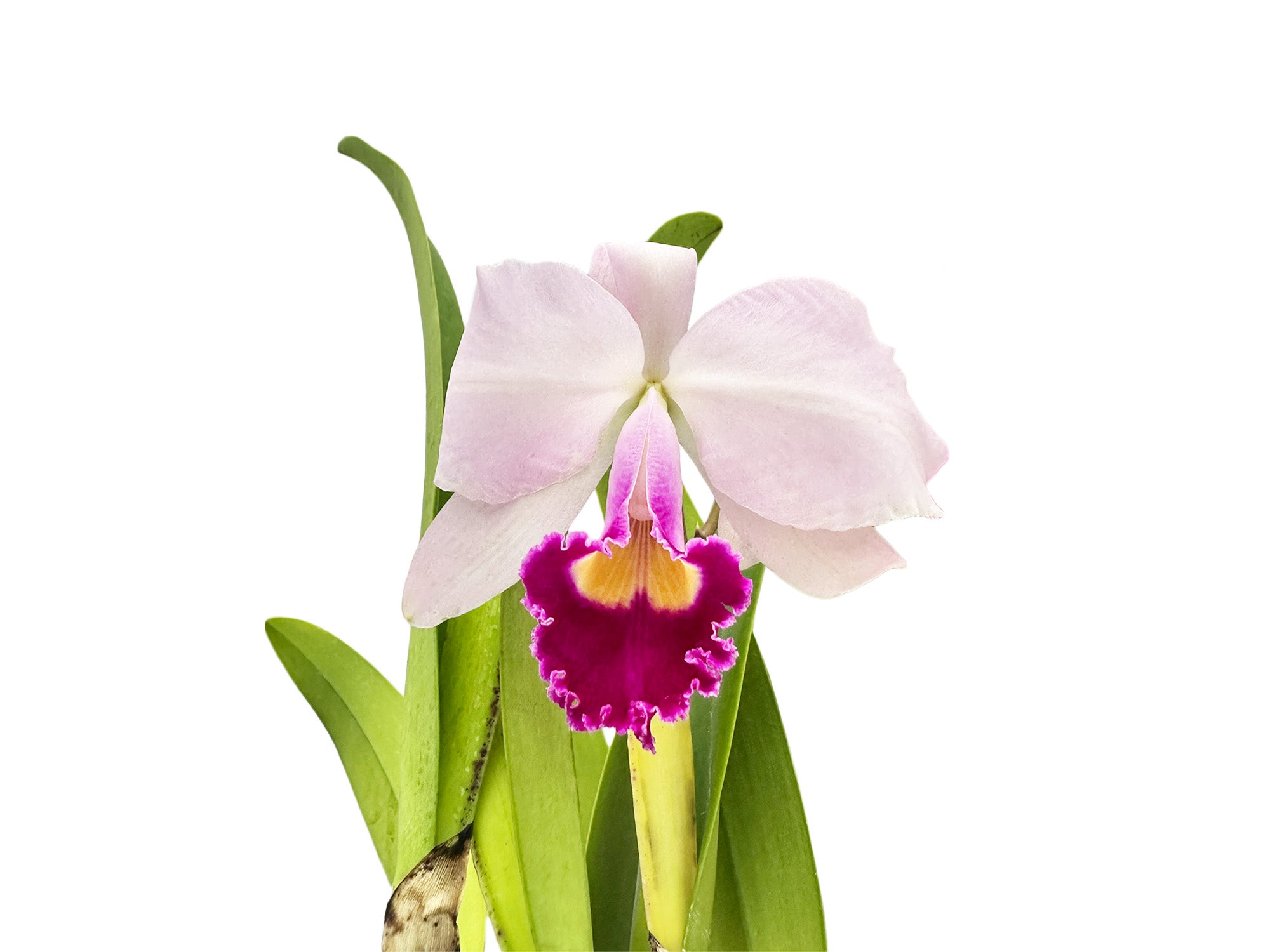Cattleya trianae splash x 'Venezuela' dark lip x 'Morlaquita'