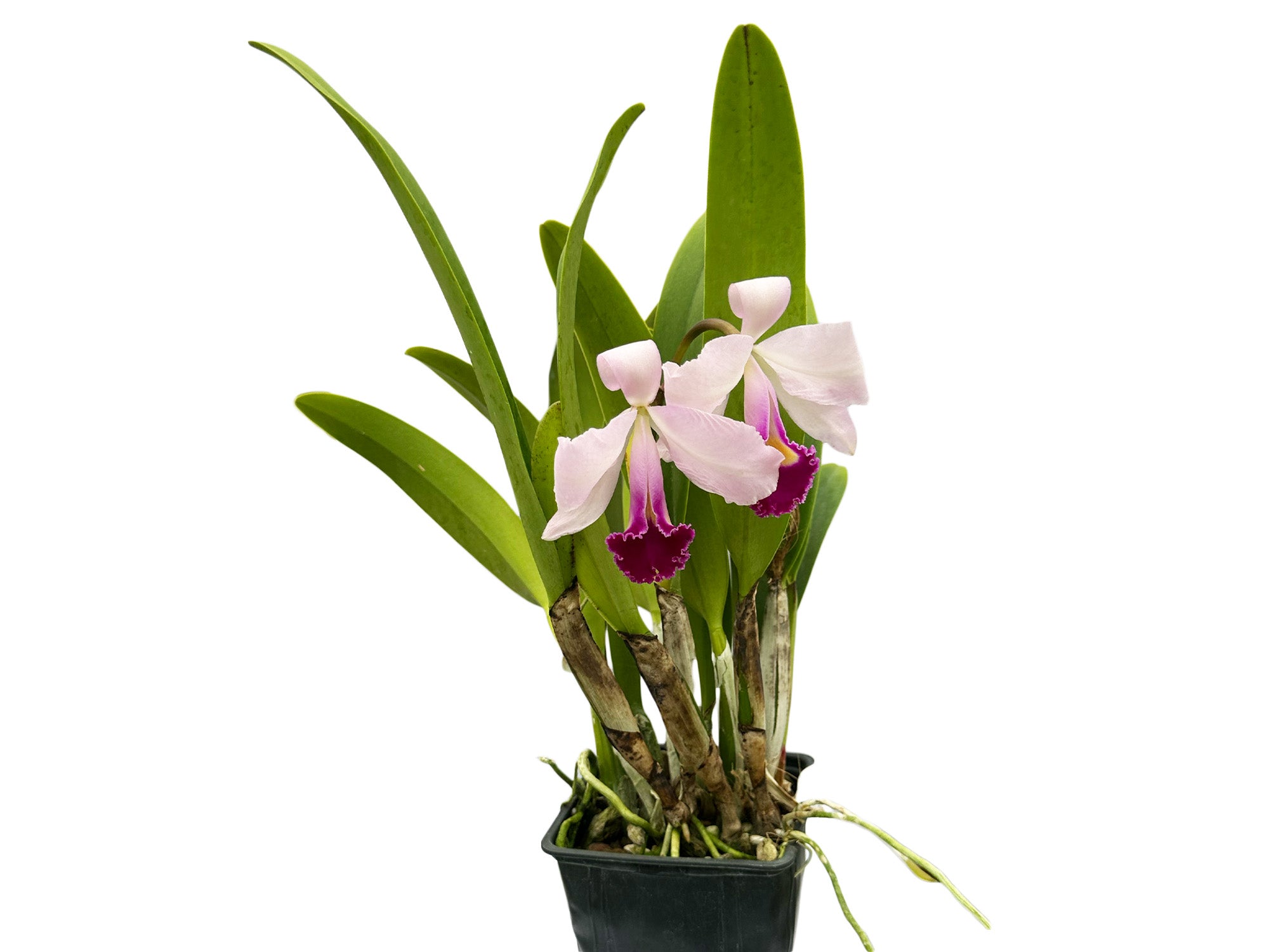 ディヴァインクロスSECアンジェラとサティとティリカとエリザベスCHAMPION Cattleya trianae splash x 'Venezuela' dark lip x 'Morlaquita