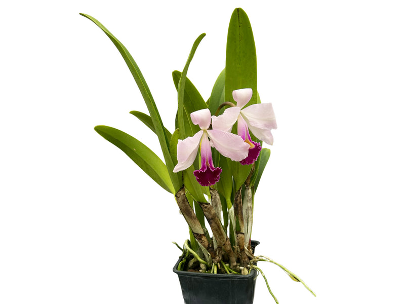 Cattleya trianae splash x 'Venezuela' dark lip x 'Morlaquita'