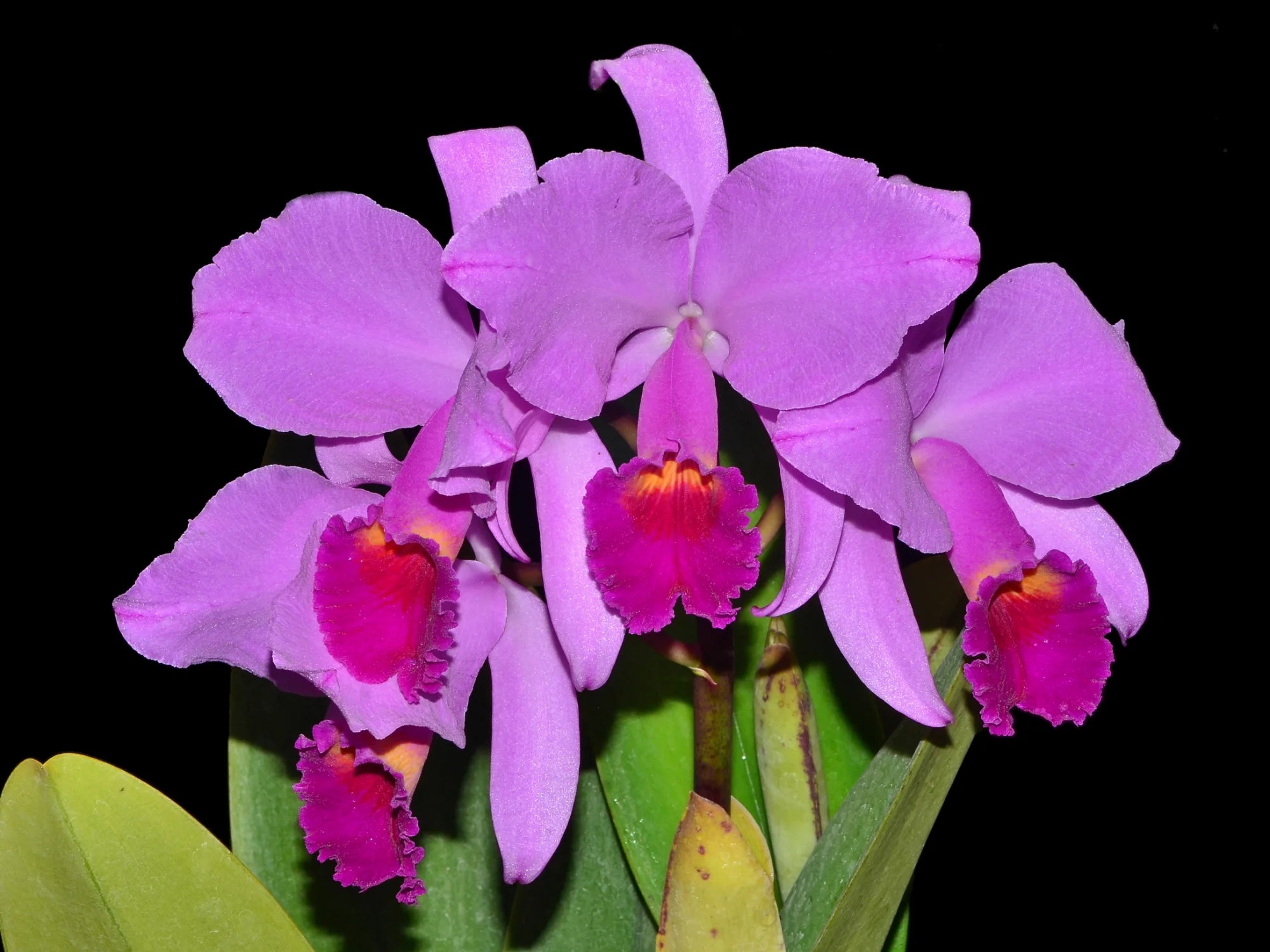 Cattleya trianae splash x 'Venezuela' — Ecuagenera Orquídeas del
