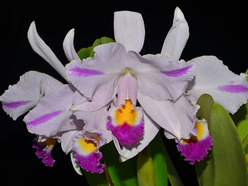Cattleya trianae Cuencanita x Morlaquita Splash