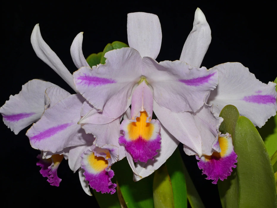 Cattleya trianaei 'Cuencanita' x 'Morlaquita' splash