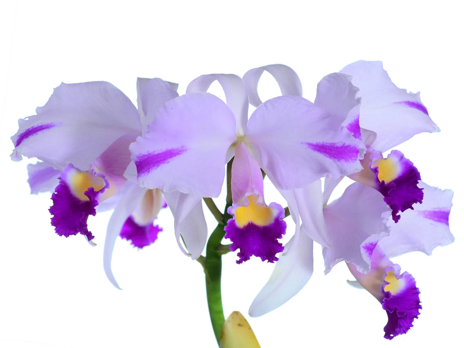 Cattleya trianaei 'Cuencanita' x 'Morlaquita' splash