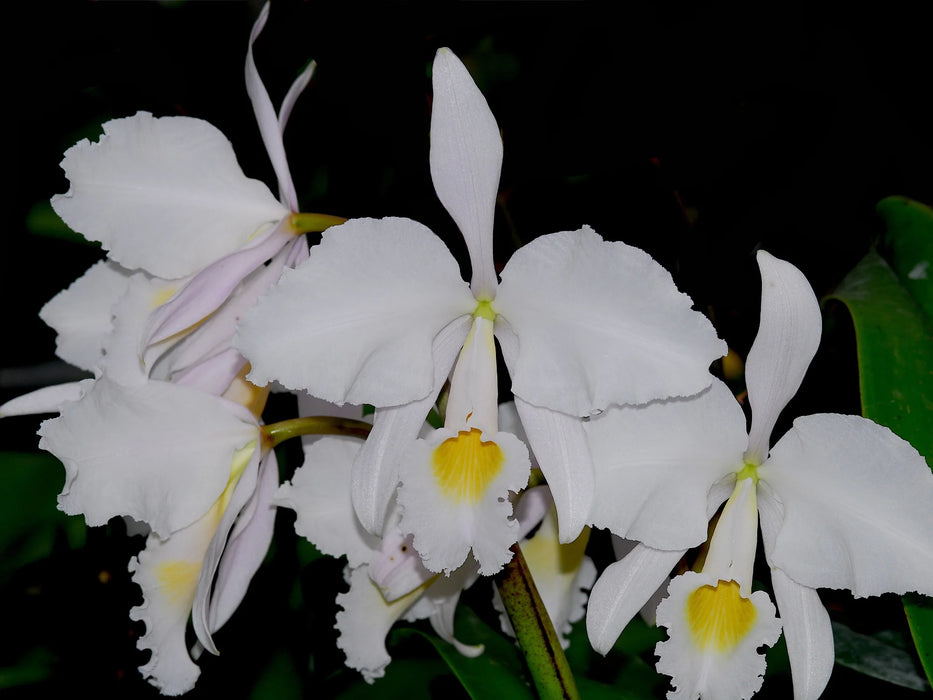 Cattleya trianae f. alba