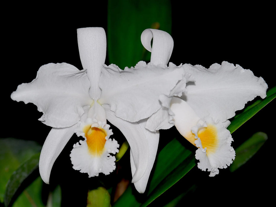 Cattleya trianae f. alba