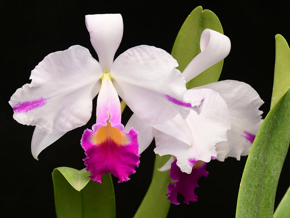 Cattleya trianae splash