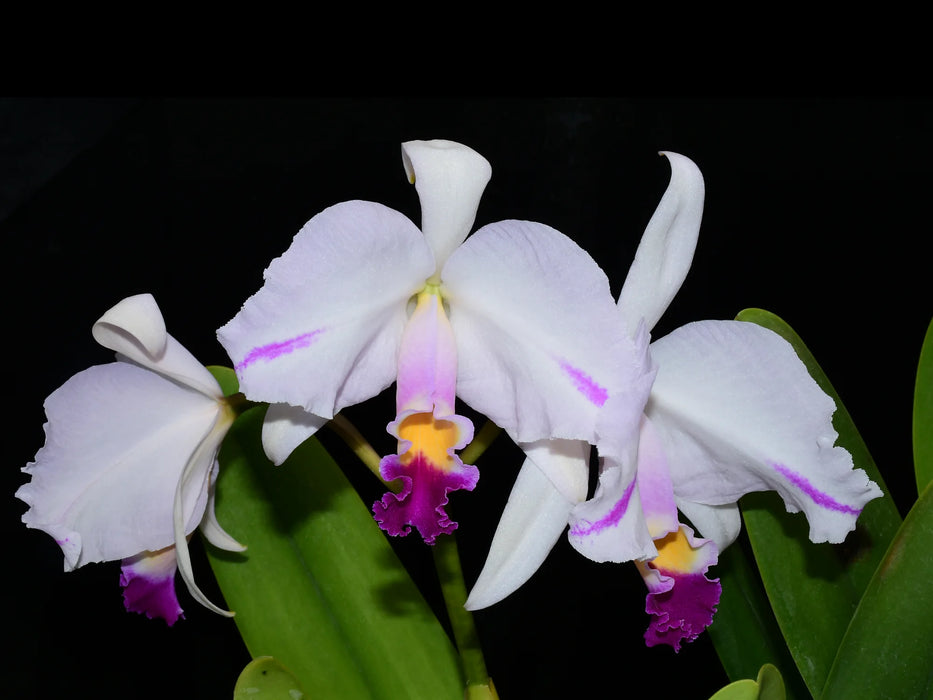 Cattleya trianae splash 'Miel'