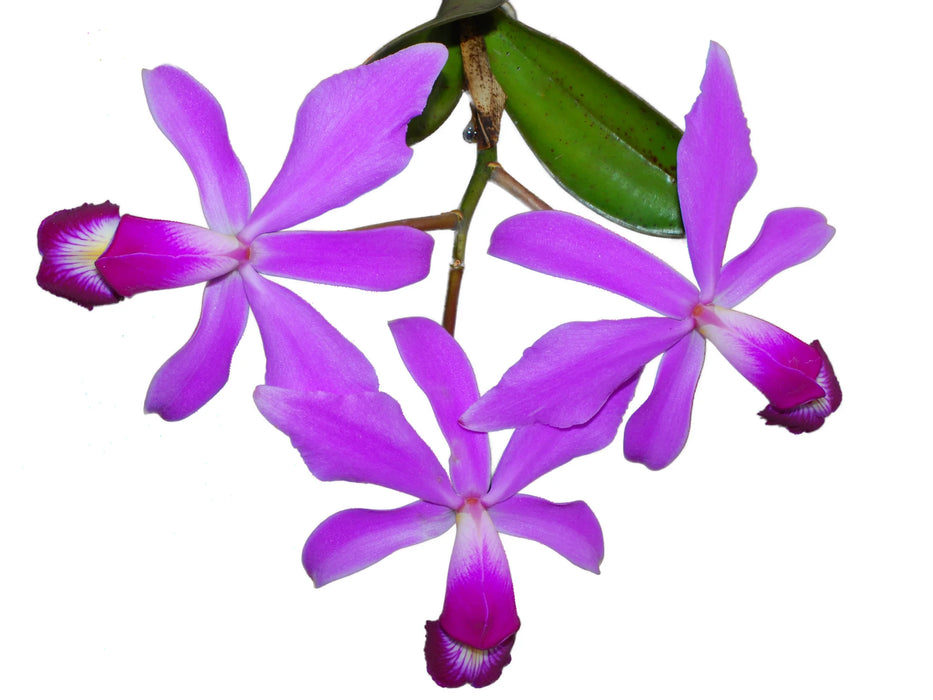 Cattleya violacea