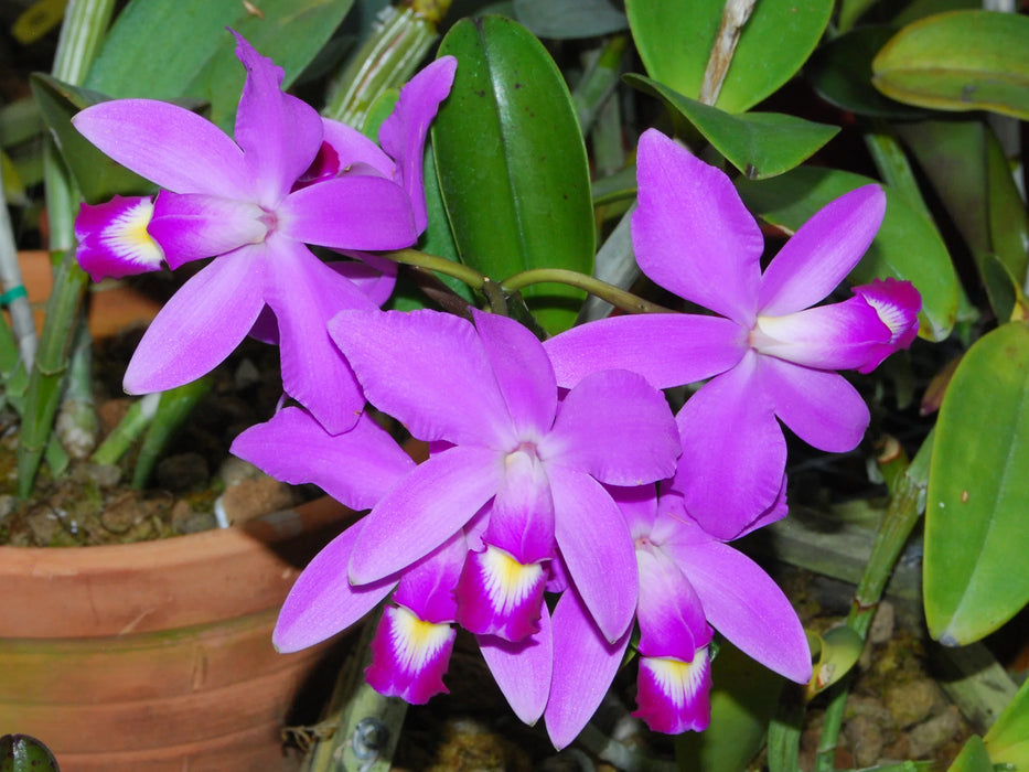 Cattleya violacea