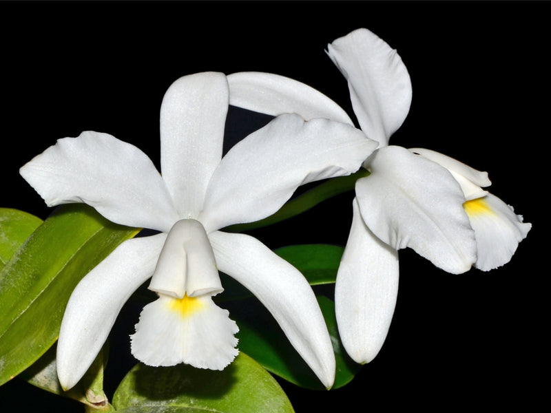 Cattleya violacea f. alba