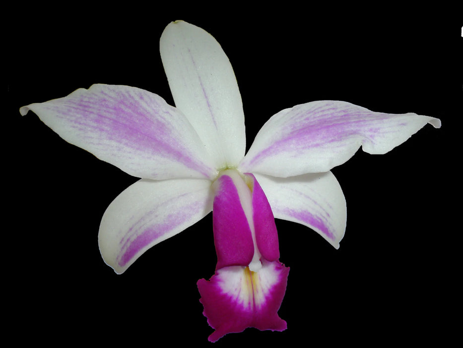 Cattleya violacea f. semialba  ́Icabaru`