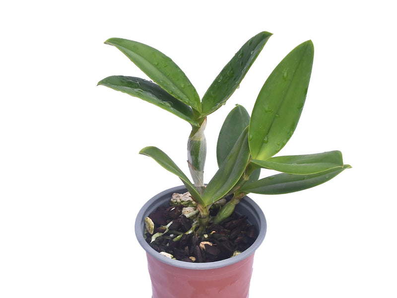Cattleya violacea f. semialba rubra