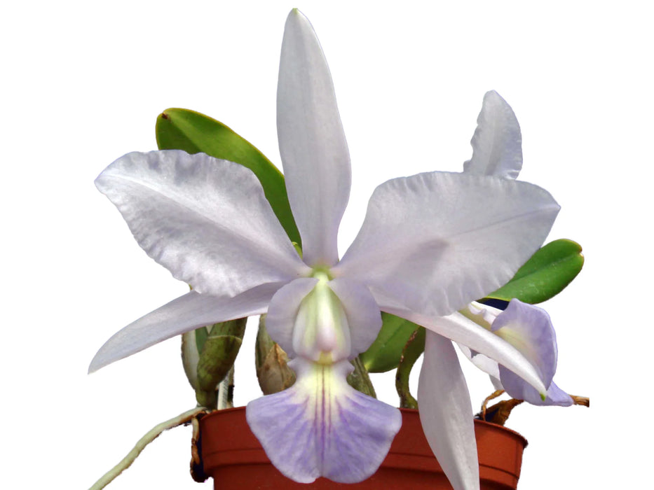 Cattleya walkeriana f. azul