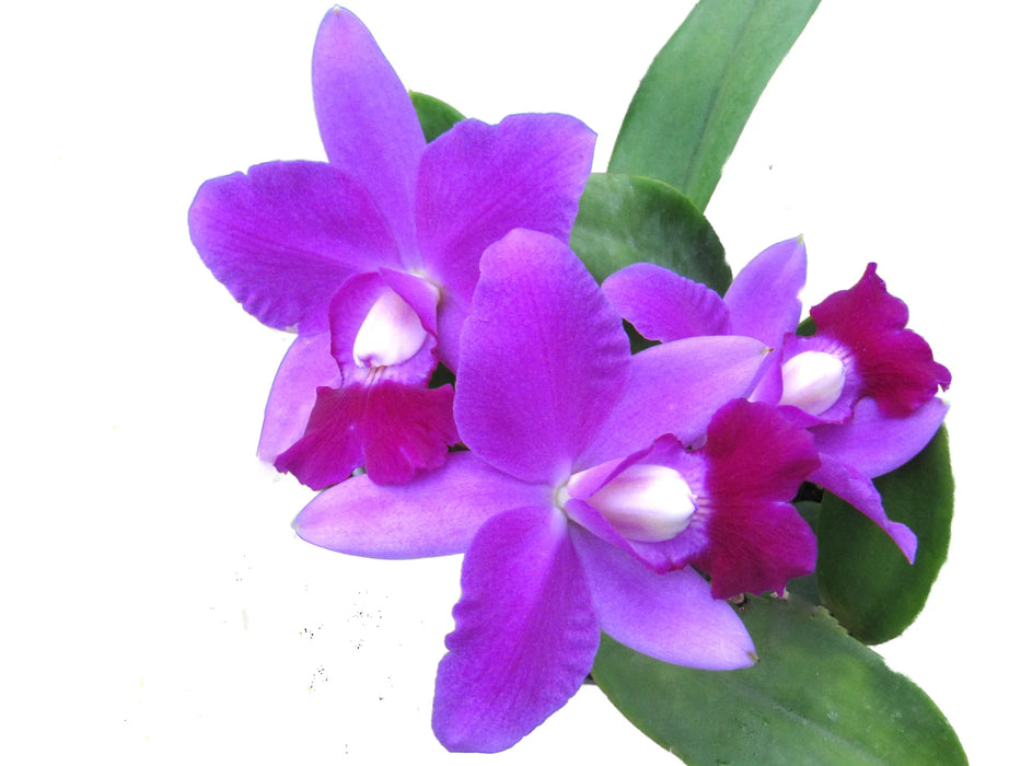 Cattleya walkeriana