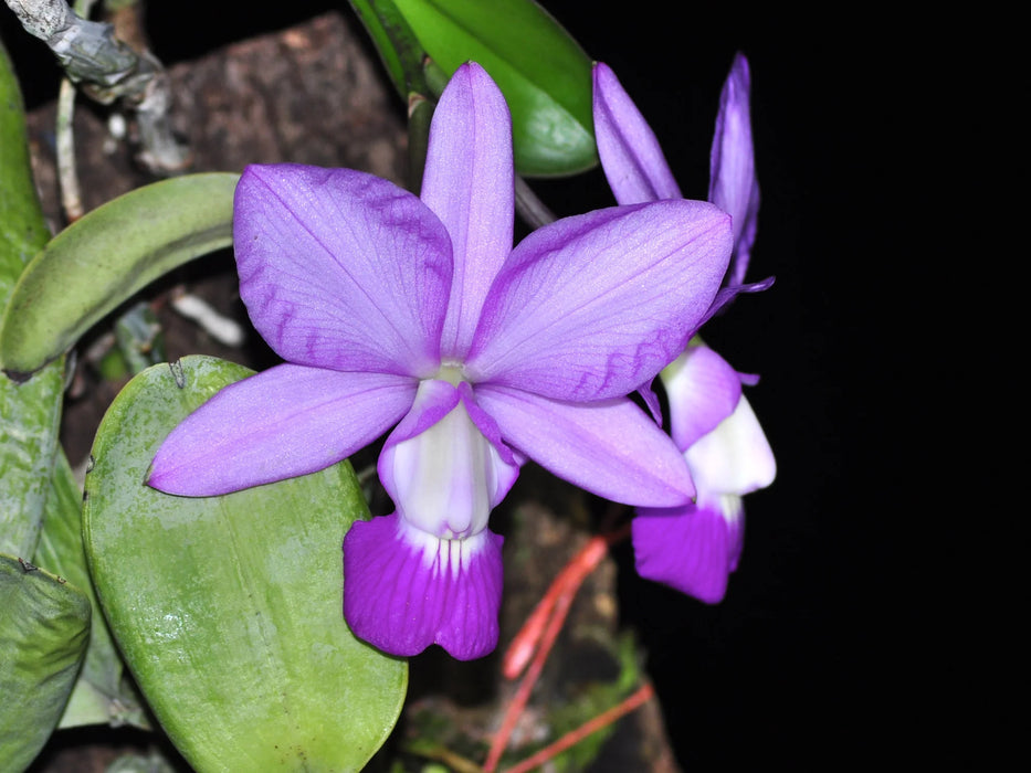 Cattleya walkeriana