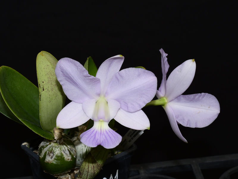 Cattleya walkeriana f. coerulea 'Ecuagenera'