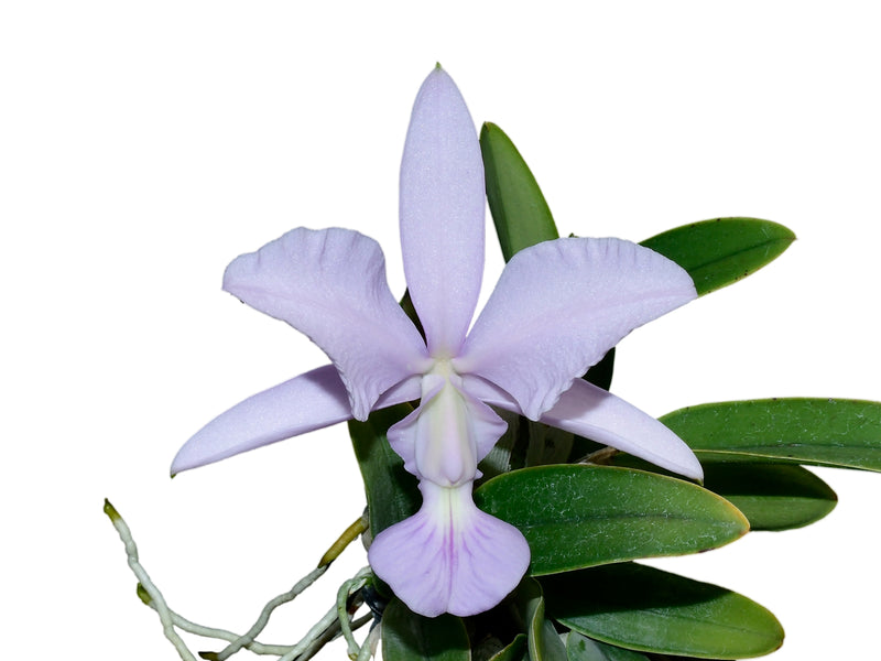 Cattleya walkeriana f. azul