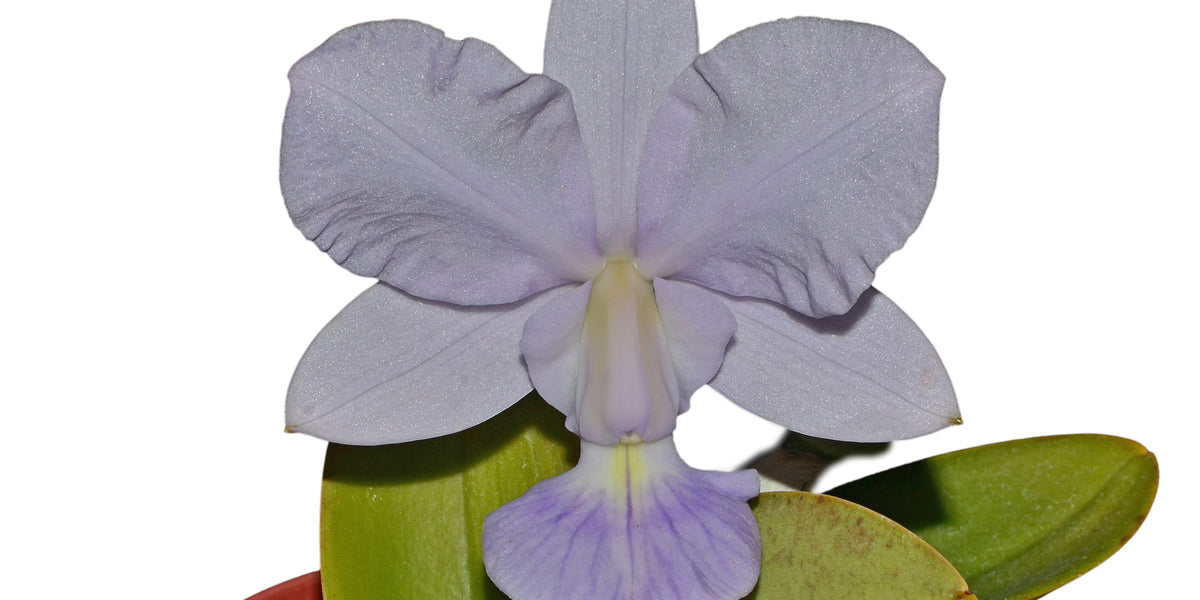 Cattleya walkeriana f. coerulea 'Ecuagenera' — Ecuagenera Orquídeas del ...