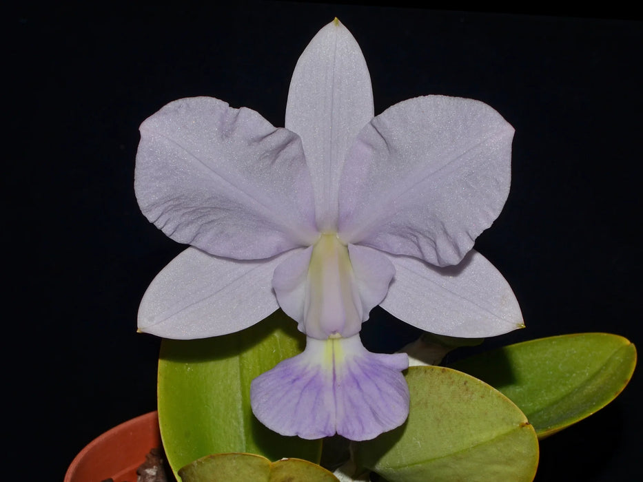 Cattleya walkeriana f. coerulea 'Ecuagenera'