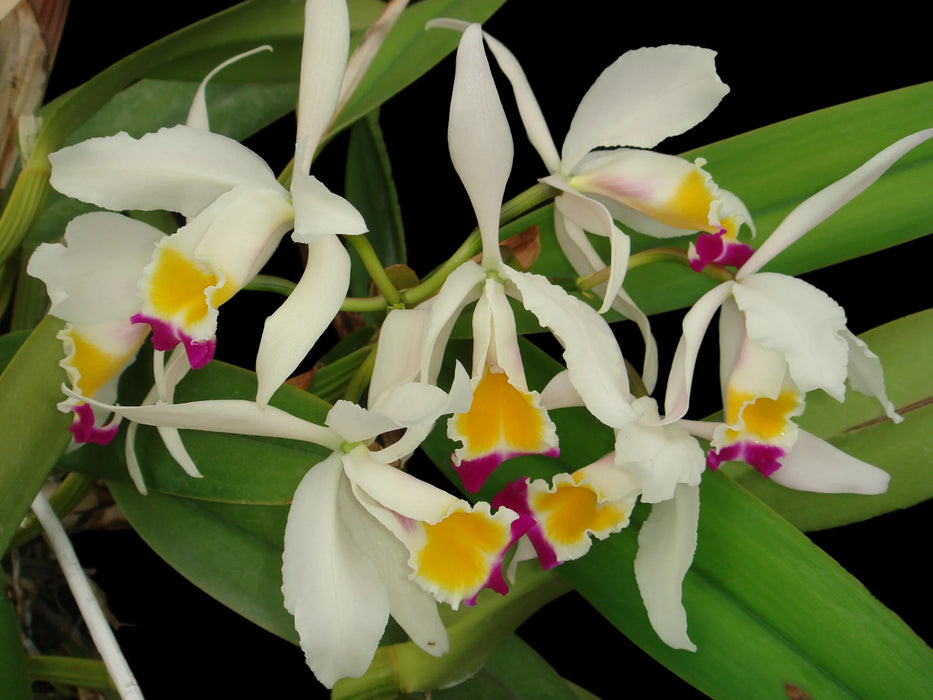 Cattleya wallisii