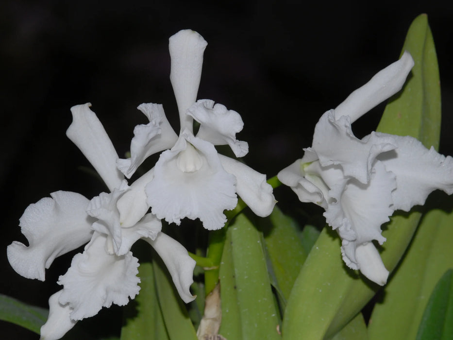 Cattleya wallisii f. alba