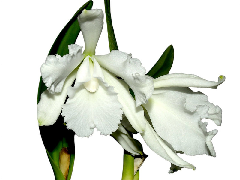 Cattleya wallisii f. alba