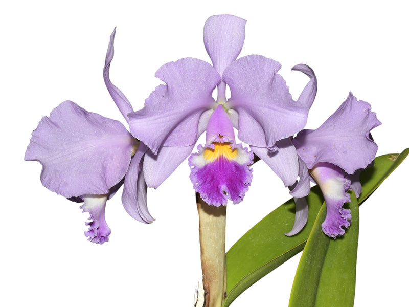 Cattleya warneri (selec x supernova)