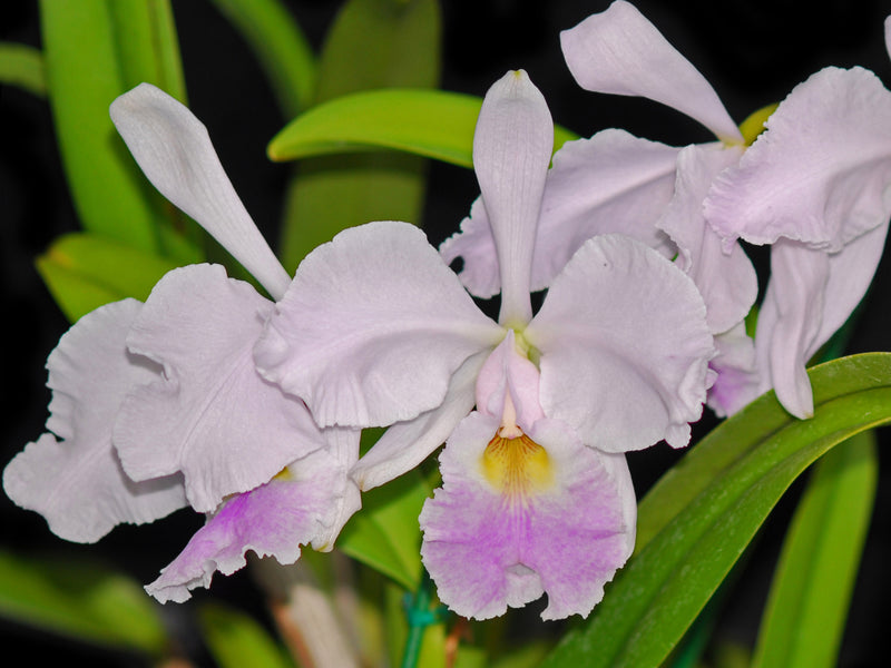 Cattleya warscewiczii f. coerulea 002
