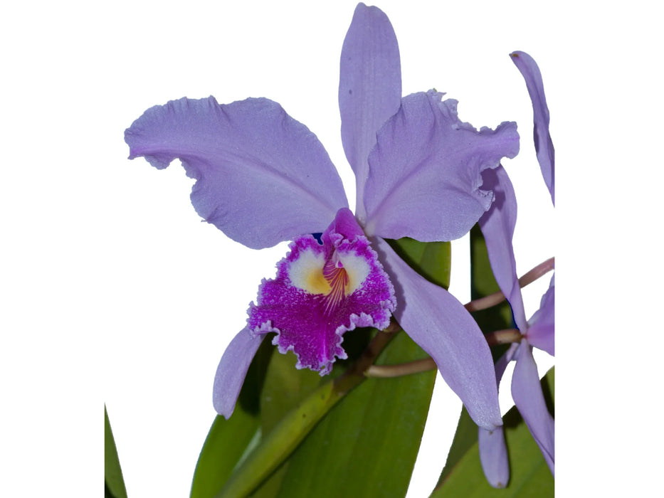 Cattleya warscewiczii f. coerulea