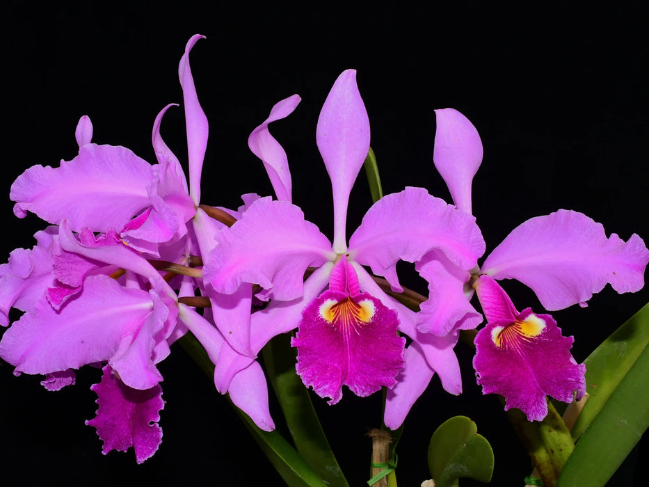 Cattleya warscewiczii var sanderiana