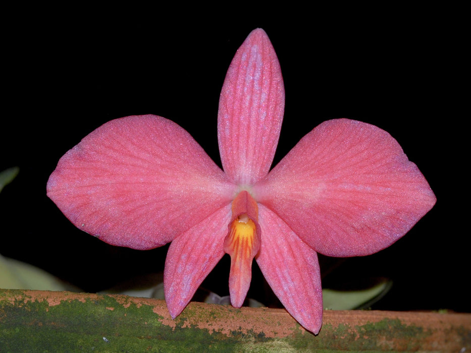 Cattleya wittigiana