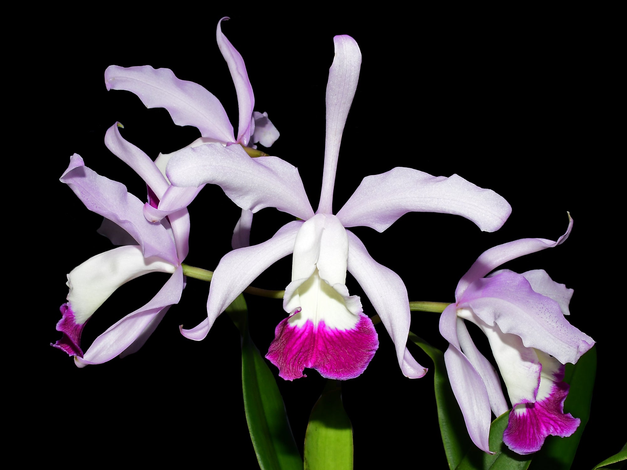Cattleya x irrorata 'Aquimi-alba x purple lip'