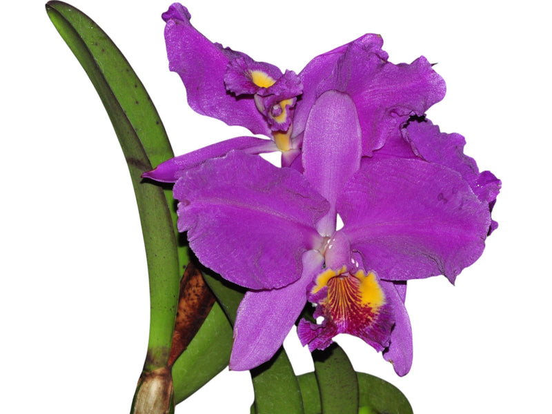 Cattleya lueddemanniana 'Sarita' x 'Yamilet Ventura' X 'Sarita' x 'Yamilet Mzinn'