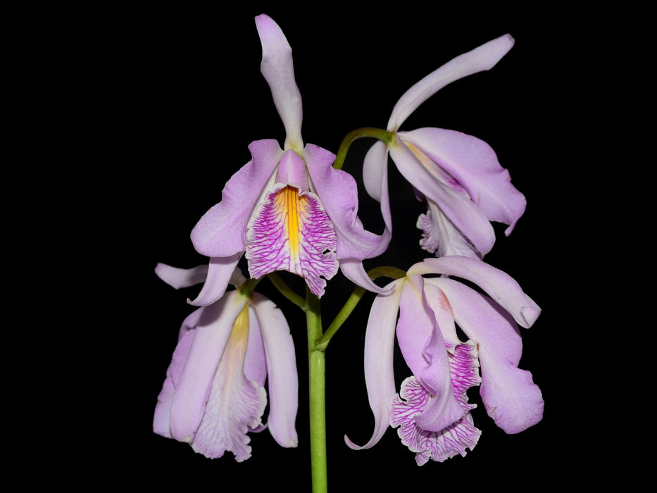 Cattleya maxima yellow lip 'Ingrid' x cod 8052