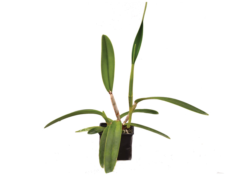 Cattleya maxima f. coerulea