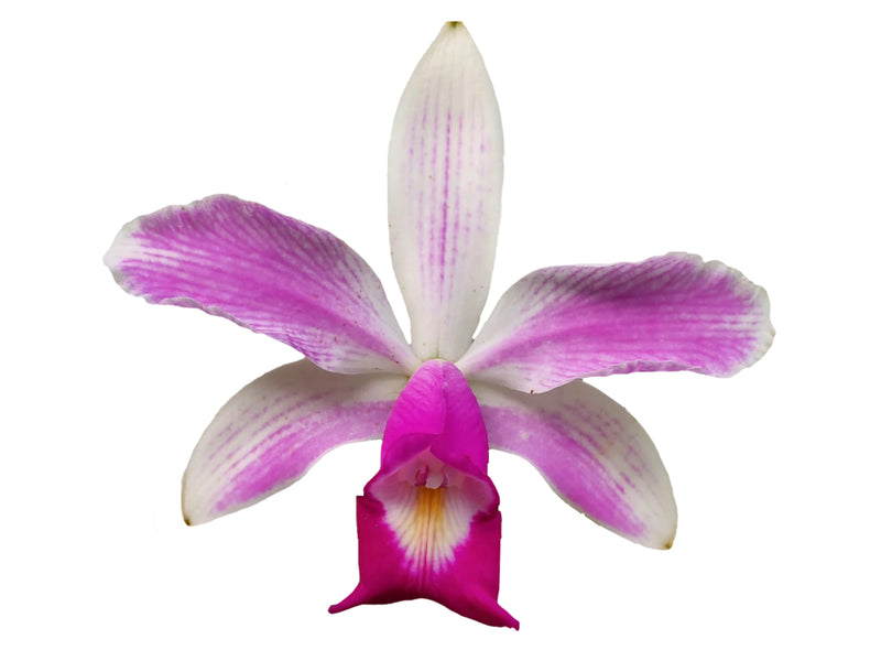 Cattleya violacea f. semialba rubra