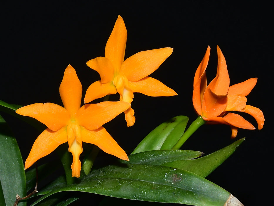 Cattlianthe Burning Star