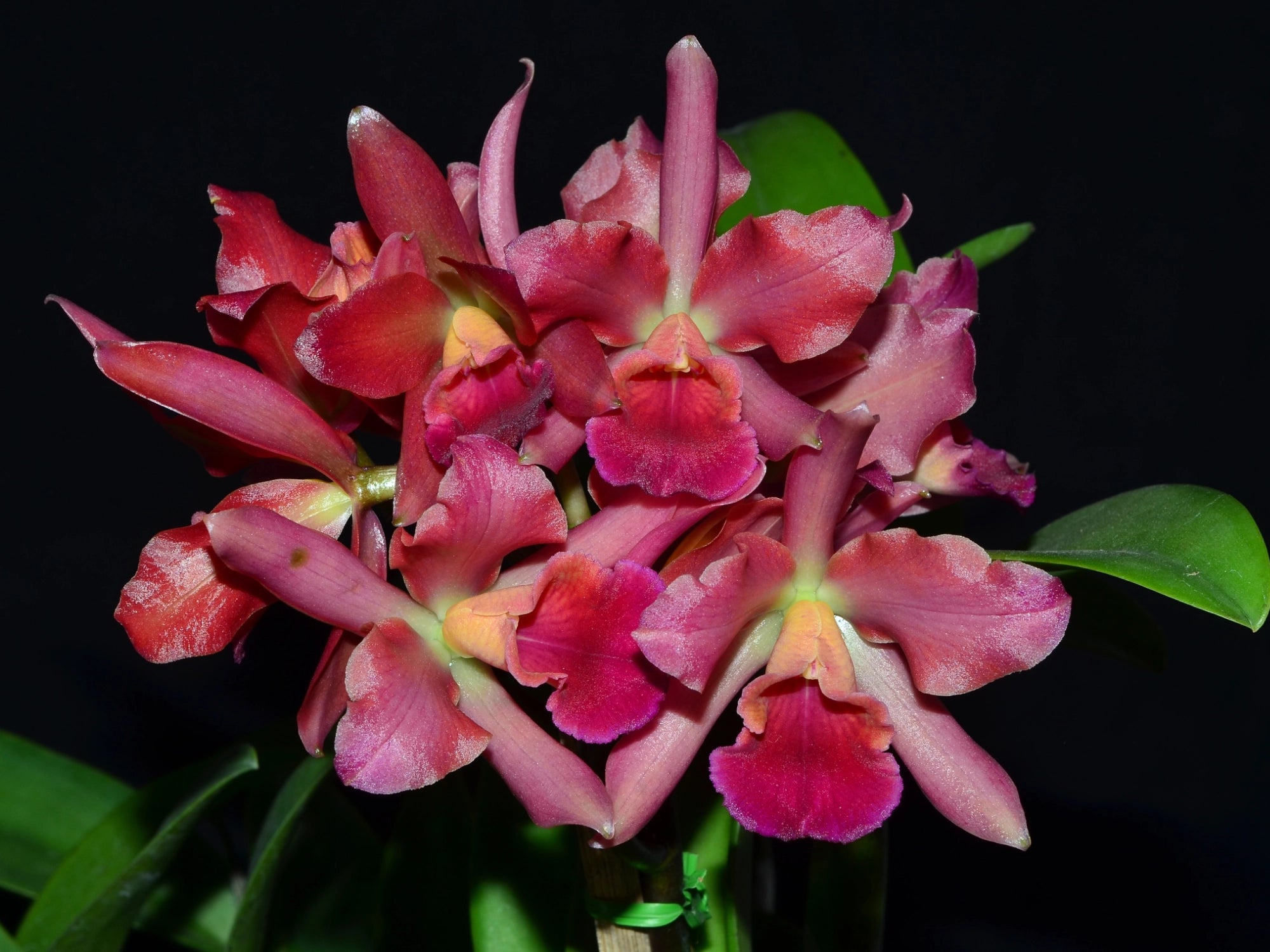 Cattlianthe Dave's Lasting Friendship x Slc. Fire Magic Solar Flame