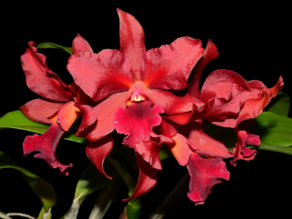 Cattlianthe India Rose Sherwood 'kiilani'