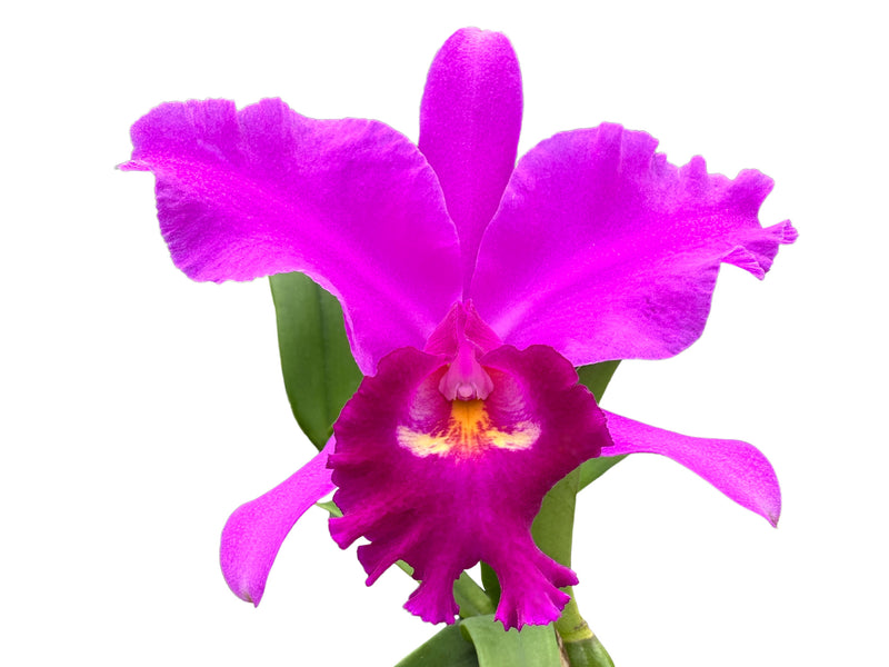 Cattlianthe Ivo Sekerka