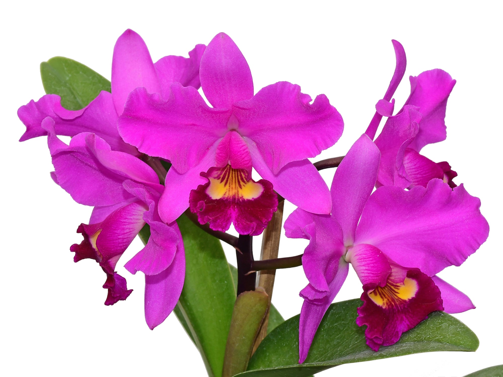 Cattlianthe Ivo Sekerka - Vibrant Hybrid Orchid — Ecuagenera