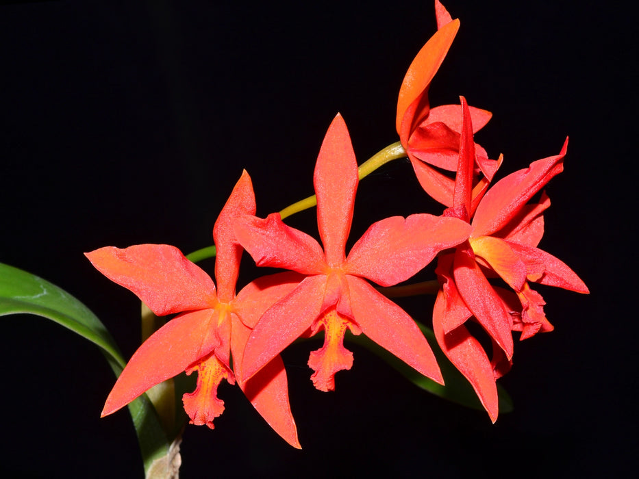 Cattlianthe Jardin del Azuay