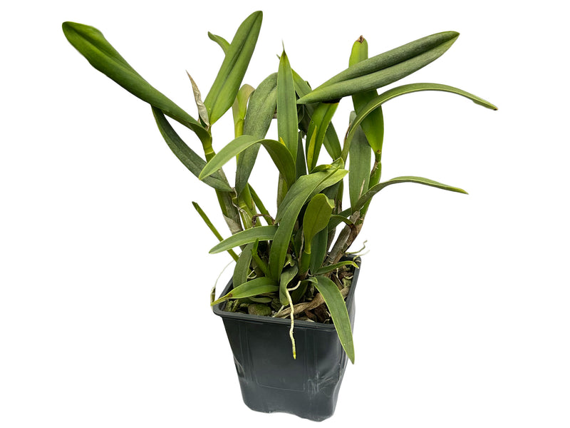 Cattlianthe Kiat Tan