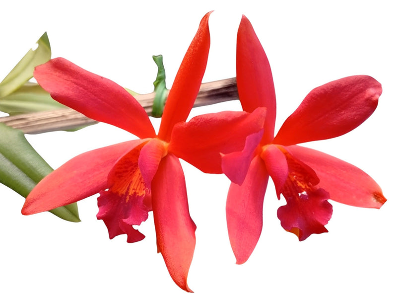 Cattlianthe Kiat Tan