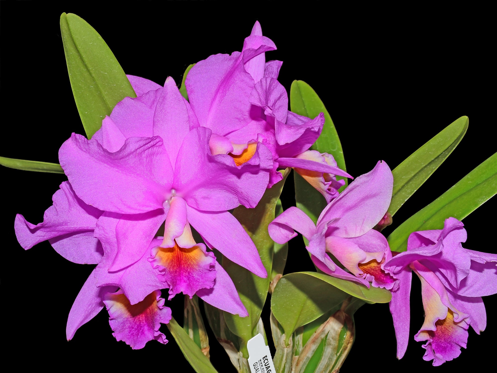 Cattlianthe Memoria Carlos Velasquez